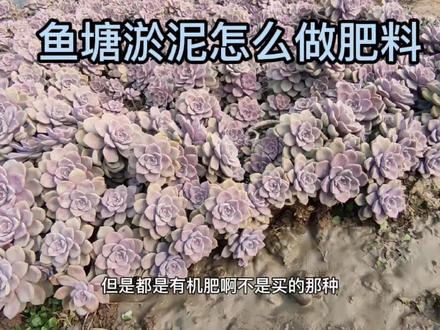 鱼塘底下的淤泥可以做肥料吗?想养好多肉怎么去利用它?