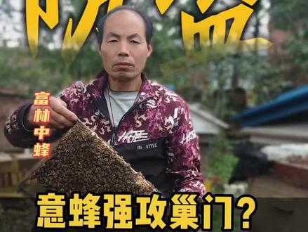 意蜂盗中蜂泥巴防盗妙招#养蜂人#三农#蜂蜜