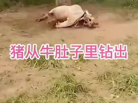 难以置信的一幕,野猪从牛肚子里钻了出来,这是怎么回事?