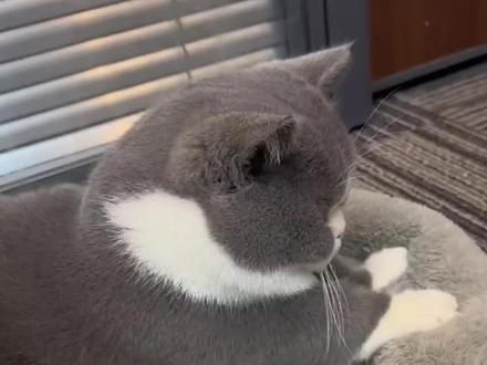 猫咪踩奶是爱你的表现吗#猫咪#养猫