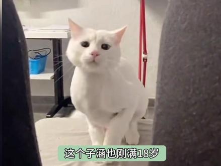 我迟早要 笑死在评论区,一个梗还不是很搞笑,但是梗落到了一起就… #buff叠满 #子涵 #梗