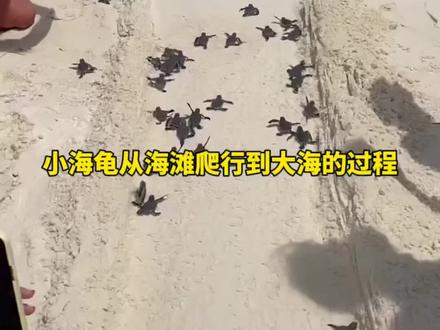 小海龟从海滩爬行到大海的过程 小海龟从海滩爬行到大海的 #科普一下 #热门推荐 #开眼界了
