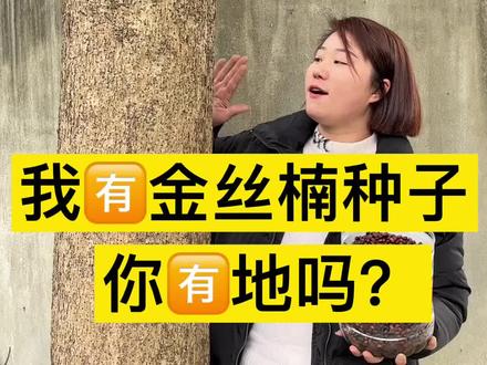 正宗金丝楠种子,发芽率特别高!20年后就可以长到30公分哦#金丝楠 #金丝楠木树苗