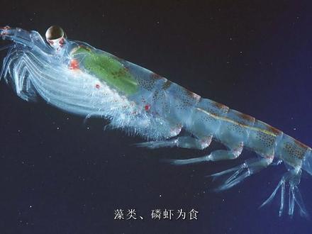 提到鲨鱼,人们潜意识中觉得它们非常的危险。鲸鲨虽然也是鲨鱼,却并不可怕,也从不会主动攻击人类。#鲸鲨 #神奇动物在抖音 #科普海洋 #长沙海底世界
