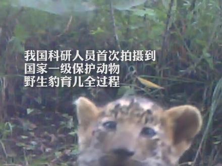 珍贵影像!我国首次拍摄到野生华北豹育儿全过程!网友:直播带娃😂