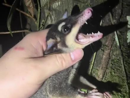 哥伦比亚的野生动物科普 #异宠 #赶山 #动物科普