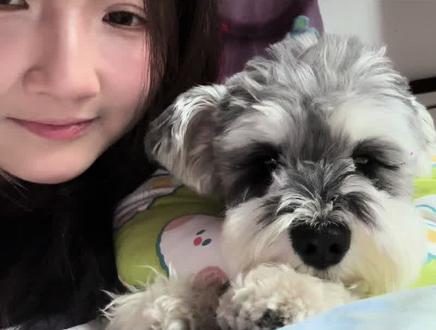 趁小狗不注意突然亲他一下 #雪纳瑞 #狗狗 #日常