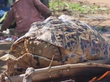 他们烧烤乌龟,7千一只的那种