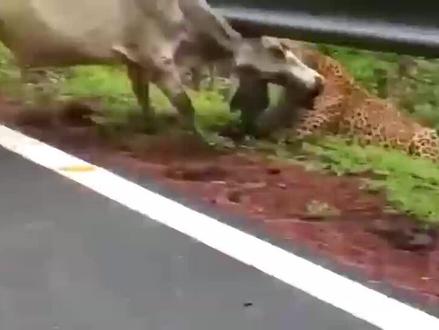 花豹经常袭击人类牲畜,没想到最后竟被收拾#纪录片充电计划动物篇 #神奇动物在抖音 #动物的迷惑行为 #花豹 #水牛