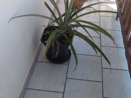 菠萝种植很久就是不结果?其实你错了!菠萝需要这个时间才能结果