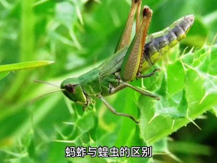 黄虫与蚂蚱的区别?
