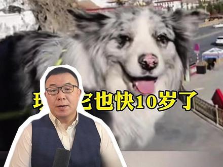 偷狗卖180算犯罪吗?揭秘宠物被盗背后的法律定价困局 陪伴7年的网红边牧被偷后惨遭宰杀,偷狗者仅以180元贱卖并嚣张索赔,本文带你深度解析“锄头”案背后的法律困境与维权难点。
#网红边牧 #锄头 #动物保护法 #偷狗 #律师说法