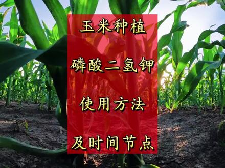 玉米用磷酸二氢钾效果真不错 最近发现磷酸二氢钾对玉米生长帮助还挺大的#玉米种植技术 #玉米品种推广 #玉米施肥技术