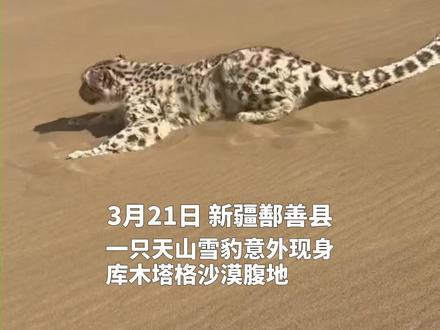 什么?沙漠惊现一只天山雪豹!