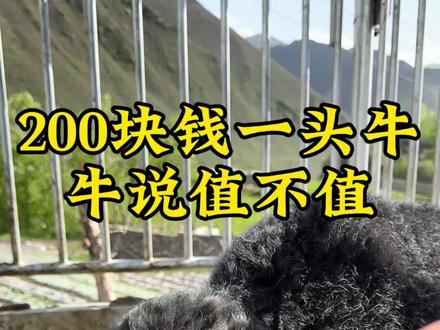 200块钱一头牦牛 大家说值不值
太小了 估计养不活 刚出生三天妈就被噶了
大家说养不养