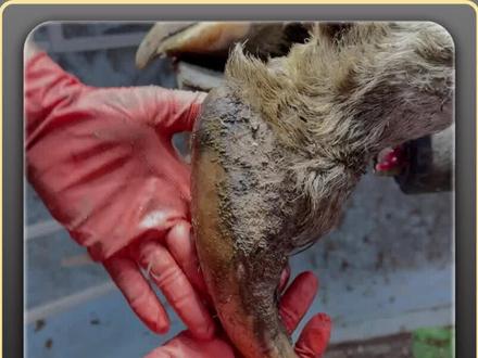 一只像象牙般的巨大牛蹄!#修牛蹄 #修蹄 #解压 #极度舒适