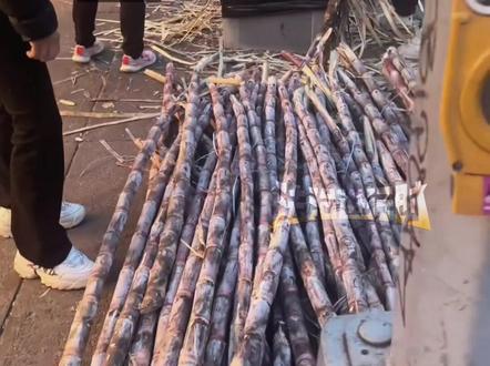 一大哥在美国街头卖甘蔗,八美金一根 削皮服务加一美金,生意不错 削皮不带停的。
(编辑:小韩)