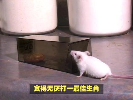 贪得无厌打一最佳生肖? #内容启发搜索