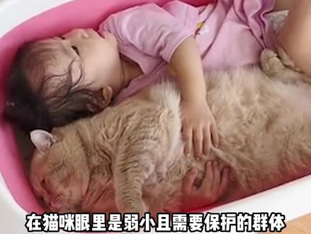 你知道猫咪为什么不攻击老人和小孩吗?#养猫小百科 #宠物和孩子 #记录猫咪日常 #抖in萌宠计划