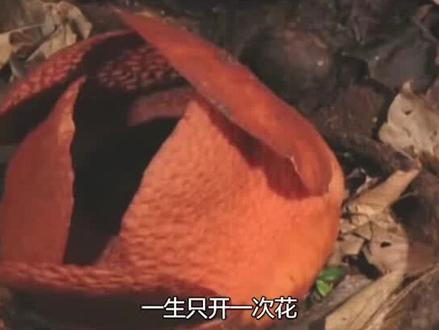 食人花竟然真实存在?它的真身究竟是哪种植物?#食人花 #大王花 #食羊树 #植物科普