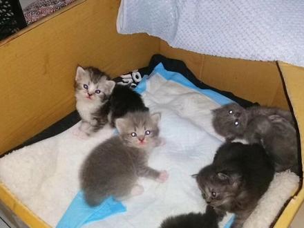 布偶跟蓝白生出来的宝宝,我惊呆了🤯#混血猫 #布偶猫 #英短蓝白