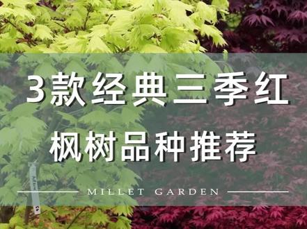 3款经典三季红枫树品种推荐#枫树 #园艺 #庭院设计