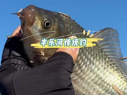 路过丰乐河,传统钓大板.越不起眼的地方鱼越大#原来钓鱼才是抖音运动顶流 #2023dou来钓鱼 #钓鱼人就是这么疯狂