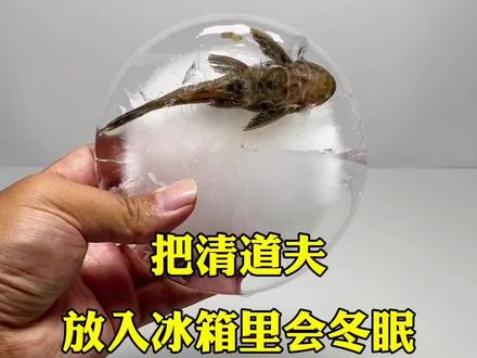 把清道夫,放入冰箱里会冬眠#清道夫会冬眠@抖音小助手