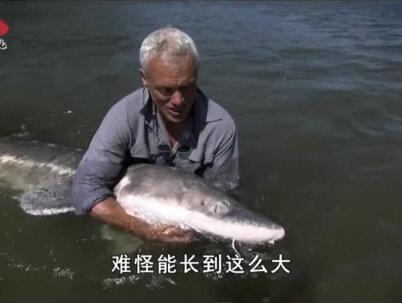 世界最大的淡水鱼,曾和恐龙同一时期,却被人类捕杀到濒临灭绝