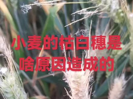 小麦的枯白穗 是小麦生长后期常见的症状,表现为麦穗干枯发白,籽粒枇瘦,主要由多种病害或环境因素导致的,一但形成白穗,很难补救,重点在于前期预防,小麦枯白穂并非单一病害,而是多种问题的最终表现宀#记录小麦生长过程 #实拍原视频 #小麦枯白穗 #分享农业知识帮农民增产增收 #呱呱农服服务三农