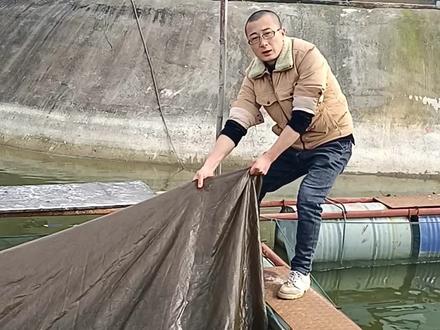 中科5号鲫鱼,刺少,长势快、个体大,抗病能力强!#水产养殖 #水产人 #养鱼人 #鲫鱼