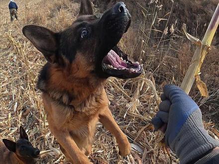 小狗之间也有比赛 #日常vlog #我的乡村生活 #农村生活