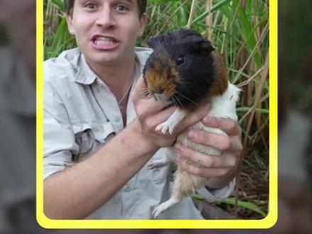 男孩在草丛里抓到可爱的猪妞,繁殖后竟多达成千上万只。#动物解说 #神奇动物在抖音 #萌宠 #猪妞