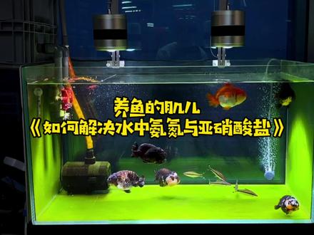 讲解水中氨氮、亚硝酸盐、硝酸盐三者的关系以及解决方法#兰寿 #空气缸#玛丽泰狮#养鱼日记#观赏鱼
