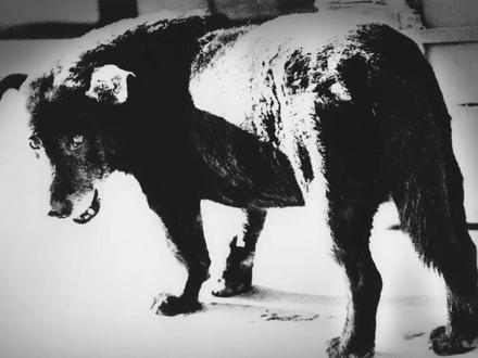 森山大道的街头摄影哲学