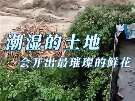 潮湿的土地 会开出最璀璨的鲜花#石门 #洪灾 #自然灾害 #一切平安