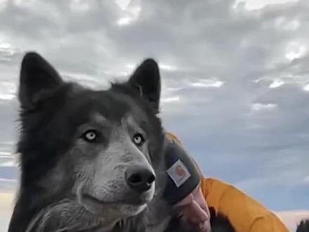 一只50w!什么狗狗这么厉害?可望不可即的汪#狗狗 #萌宠出道计划 #猛犬保镖 #给想养狗的朋友看