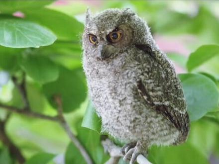 “萑”在《说文解字》里指头上有羽的猫头鹰一类的鸟。“舊”和它有关。@汉字@说文解字#传统文化