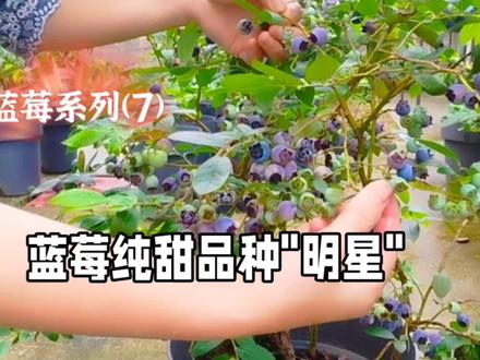 蓝莓纯甜品种"明星",蓝莓系列(7)#蓝莓 #蓝莓苗 #蓝莓品种 #蓝莓品种明星 #蓝莓种植 #蓝莓盆栽
