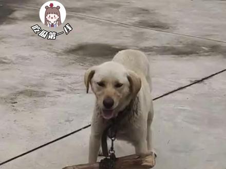 狗子新型限速器#挂木棍的狗子没有无辜的 #狗子 #万万没想到 #狗子新型限速器