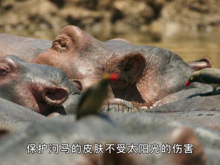 河马也会像汗血宝马一样,流出红色的“汗液”,这是怎么回事儿呢#河马 #冷知识 #科普 #动物世界 #奇妙的动物