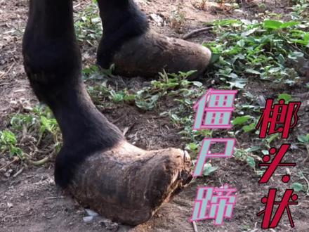 “僵尸驴蹄”长成榔头状,一个厚长一个短宽,修完胃口立马变好!