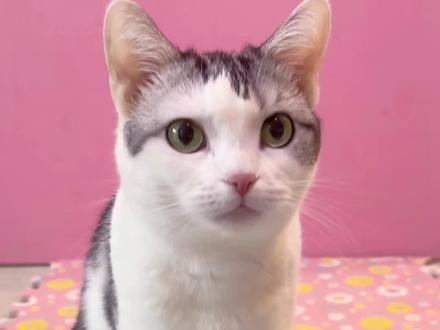 请问怎样可以考住它?老师难住了!#动物@dou+小助手 #萝卜纸巾 #萌宠出道计划