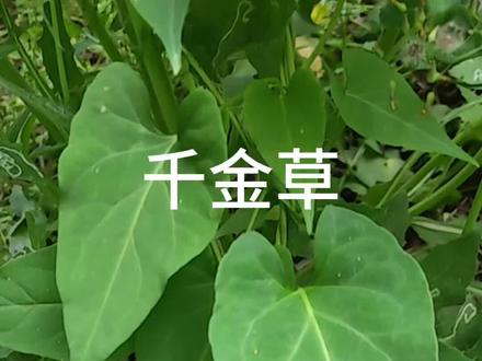 被农民踩在脚下的“千金草”,藏着中医千年养生智慧,你认识它吗?#识百草 #植物 #一日一植物#植物科普 #抖音创作者广告分成计划