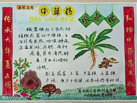 中草药—板蓝根手抄报
——泰师附校2019级四班李子铮