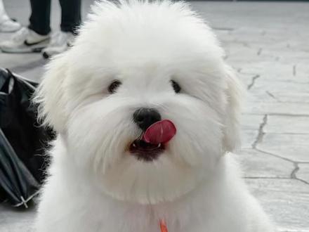 遛价值10来万的狗是什么体验#棉花面纱犬 #萌宠出道计划