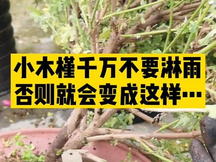 小木槿千万不要淋雨,否则就变成这样了...#养花