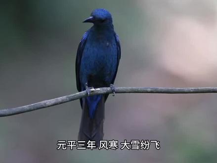 #创作灵感 我家娘子,不对劲(01)#番茄小说 #小说推荐 ##每日小说 #每日推书 @DOU+上热门