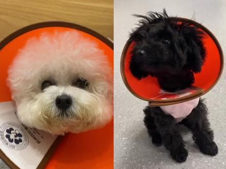 动脉导管未闭(PDA)是目前可以进行手术治疗的先天性心脏病之一。
动脉导管通常在出生后数小时就会闭合,如果没有闭合就是我们说的“PDA”。
通常不会有什么症状,一般是主人带狗狗去打疫苗医生听诊听见的。PDA的心音如“cu~cu~cu~”
也有一些严重的病患会出现咳嗽、运动不耐受等表现。雌性狗狗更容易患PDA哦
🍀检查
🩻X射线:
心影伸长(左心扩张)、左心房和心耳增大以及肺循环过度。降主动脉和肺主动脉干发生膨大。
🩺心超
左心增大、肺动脉干增粗、左侧胸骨旁切面彩色多普勒图像可见动脉导管分流入肺动脉的血流形成连续性的湍流信号(又蓝又红)
CT
CT造影可以确定PDA的类型(分四种型,为手术方案做初步判断)
💊治疗
通常需要手术,目前主流的为丝线对动脉导管进行结扎;也可进行介入封堵、钛夹结扎等。(手术风险几乎一样,手术有10%~30%的失败率)
🍀预后
未进行手术的狗狗,有50%的会在一岁内死亡
建议及早进行手术(通常建议5个月左右进行);有一些狗狗不能进行手术,可进行保守治疗(不能治愈、只能减少延缓PDA的伤害)
❤️一旦发现建议尽早进行手术治疗哦
#心血管疾病预防知识科普 #狗狗心脏病 #动脉导管未闭 #杭州四叶草动物医院