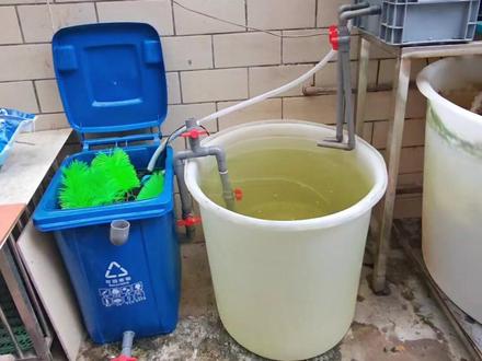 放掉200升水,让大家更清楚的看到,让大家自己动手在家里做一套来养鱼#养鱼日记 #养鱼养心 #高密度养殖 #鱼缸里的大自然 #记录生活